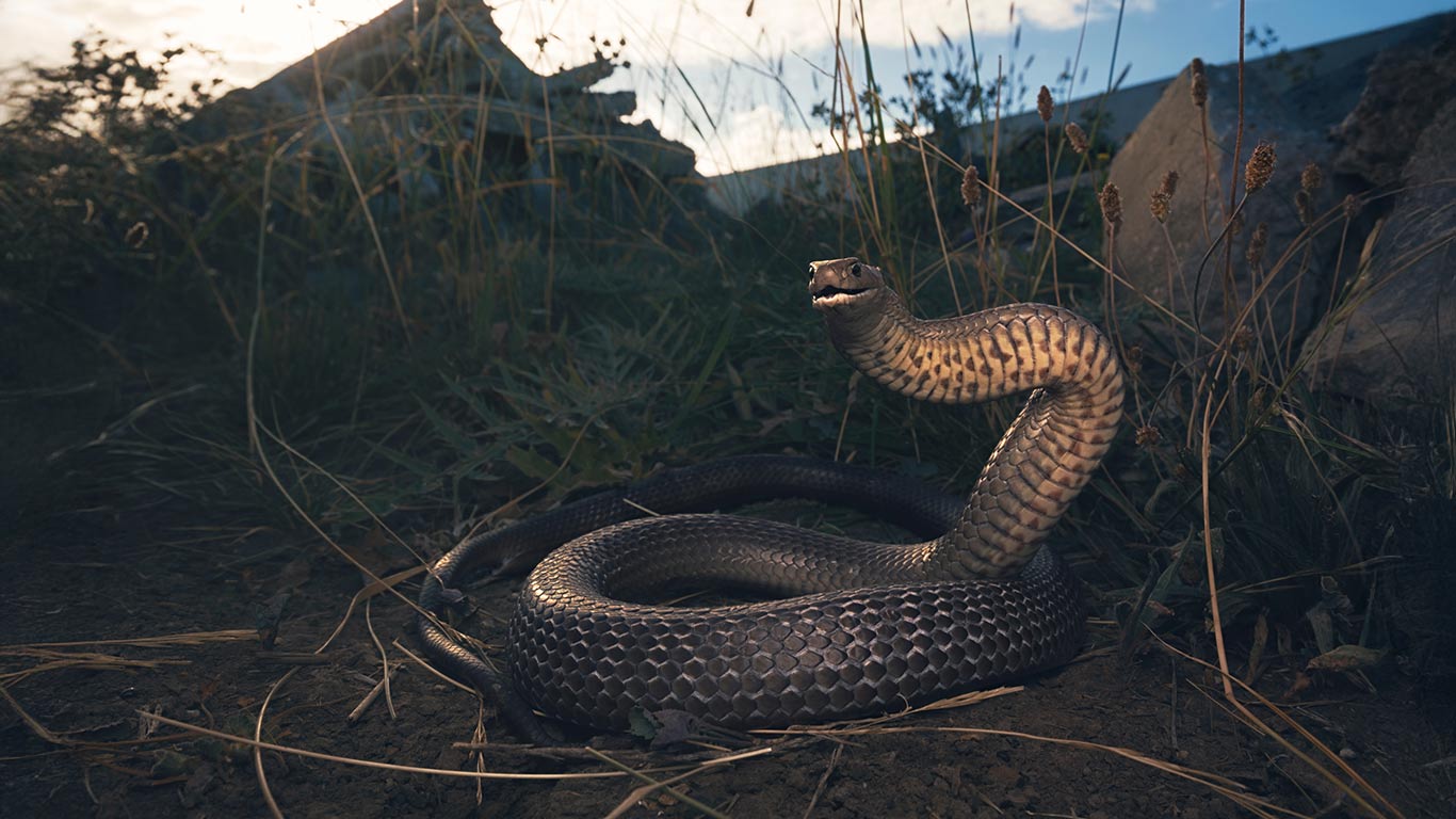 How to treat a snake bite